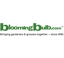 Blooming Bulb Blooming Bulb