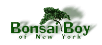 Bonsai Boy Bonsai Boy